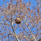 Un niu de vespa asiàtica dalt d'un arbre.
