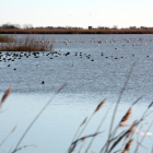 Vista general de aves en la zona de la laguna de la Encañizada, en el Parque Natural del Delta del Ebro.
