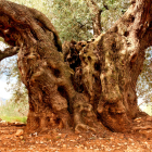 Primer pla del tronc de més de 7 metres de l'olivera 'Mil·lènia' de Godall.