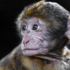 Imagen de archivo de un macaco de berbería.