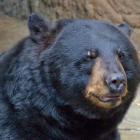Imagen de archivo de un oso negro americano.