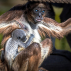 La cria de la mona aranya amb la seva mare, l'Emi, al Zoo de Barcelona.