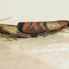 Imagen de dos polillas adultas de la especia 'Plodia interpunctella'.