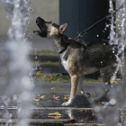 Imagen de un perro bebiendo agua de una fuente.