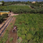 Desmantellen dues plantacions il·legals de cànem al Camp de Tarragona