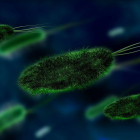 Imagen de archivo de unas bacterias.