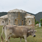 Una vaca davant del Monestir de Santa Maria de Vallverd.