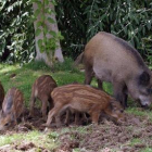 Una família de porcs senglars.