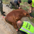 Los Agentes Rurales inspeccionan un ternero dormido con un dardo narcotitzante.