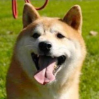 Deng Deng, el perro que consiguió hacerse viral en China.