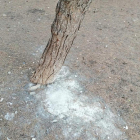 Imagen de una de las sustancias aparentemente tóxicas encontradas al lado de un árbol.