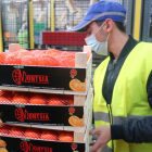 Pla mitjà d'un operari apilant les caixes de mandarines llestes per vendre a la cooperativa Cooperativa Exportadora d'Agris d'Alcanar.