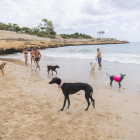 Imagen de los perros jugando al espacio habilitado en la playa del Milagro de Tarragona.