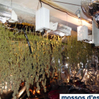 La plantación de marihuana oculta en un piso de Avinyonet de Puigventós