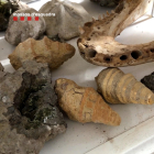 Imatge dels fòssils recuperats.