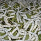 Els cucs de seda poden utilitzar-se per a transforma-los en proteina per a pinso animal.