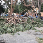 Imagen de un árbol caído a la ciudad de Reus a causa del viento.