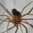 Imatge d'arxiu d'una aranya.