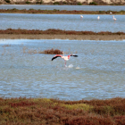 Un flamenco aterriza en uno zona de pantanal próxima a la Tancada, en el Delta de l'Ebre.