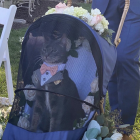 El gat, elegant durant la boda.