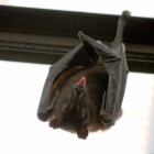 Imagen de archivo de un murciélago.