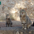 Imatge d'arxiu d'un grup de gats.