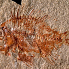 Imatge cedida per la Universidad Nacional Autónoma de México (UNAM) del fòssil del peix.
