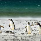 Imagen de archivo de pingüinos.