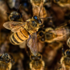 Imagen de archivo de abejas.