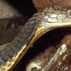Imatge d'una cobra Royal.