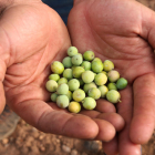 Pla detall d'olives a les mans d'un pagès.