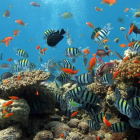 Imagen de archivo de arrecifes de coral.