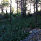 Pla general de les plantes de marihuana localitzades en una zona de difícil accés d'Horta de Sant Joan.
