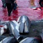 Imatge de la matança dels dofins.