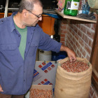 El responsable nacional del sector de la fruta seca de Unió de Pagesos, Rafel Español, mostrando avellanas de la variedad 'negrita' de un saco de la cosecha de este año.