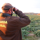 El guarda rural de l'Aldea vigilante con unos prismáticos en una zona de campos de alcachofa.