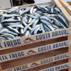 Caixes de sardines capturades a la Costa Brava.
