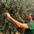 Un pagès comprovant la qualitat de les olives en un camp d'oliveres.