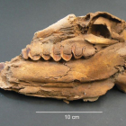 Detalle de un cráneo de uno de los fetos de caballo analizado en el estudio, procedente de la fortaleza de Vilars d'Arbeca.