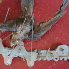 Imagen facilitada por ACTYMA de un vencejo que murió atrapado en unos pinchos anticloms.