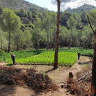 Imatge d'una de les plantacions de marihuana intervingudes pels Mossos.