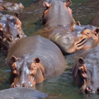 Imatge d'arxiu d'hipopòtams.