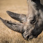 Imagen de archivo de un rinoceronte.