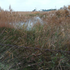 La caña gana terreno al estanque, donde cada vez hay menos espacio sin vegetación.