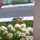 Captura del video donde el coyote ataca la perra
