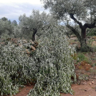 Primer pla dels desperfectes de la tempesta en un camp d'oliveres de les Terres de l'Ebre.