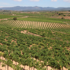 Panorámica de viñas de la DO Tarragona, en la comarca del Alt Camp, con la montaña de Miramar al fondo.
