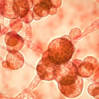 Los hongos del género Candida pueden causar enfermedades sistémicas en personas inmunodeprimidas.