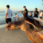 Una de les tortugues careta alliberada a la platja de la Pineda.