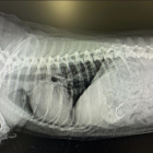 Radiografia d'un ham a l'interior del cos d'un gos.